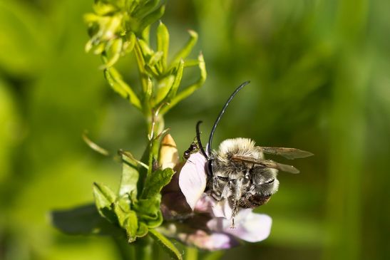 vermutlich         Mai - Langhornbiene       Eucera nigrescens       männlich ( Sachsen - Anhalt   17. Mai   2026 )   
