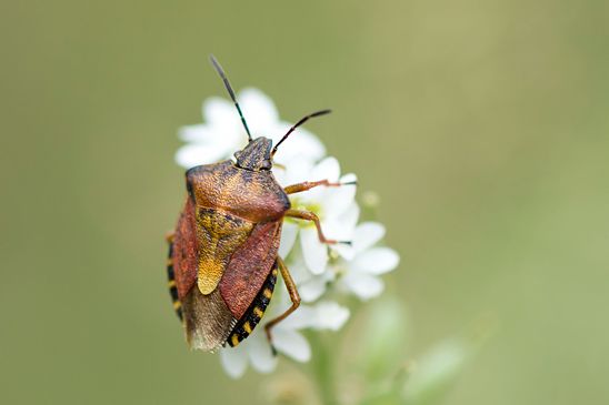 Purpur - Fruchtwanze        Carpocoris purpureipennis               ( Naturparadies Grünhaus   Brandenburg August 2024 ) 