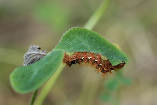 Ampfer - Rindeneule       Acronicta rumicis        ( Naturparadies Grünhaus   Brandenburg August 2024 )