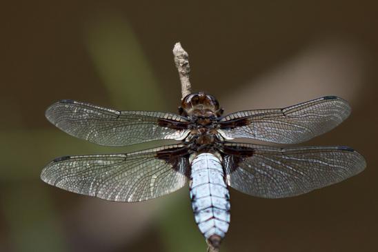 Plattbauch      Libellula depressa     männlich       ( Baden - Württemberg Juni 2023 )