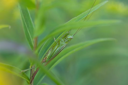 Langflügelige Schwertschrecke       Conocephalus fuscus      Weiblich           ( Brandenburg   Naturparadies Grünhaus  August 2024 )