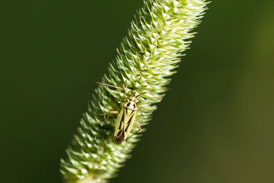 Zweifleck - Weichwanze         Stenotus binotatus          ( Baden - Württemberg Juni 2023 )