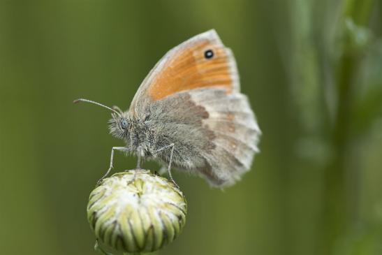 Kleines Wiesenvögelchen   Coenonympha pamphilus    ( Brandenburg Mai 2020 )