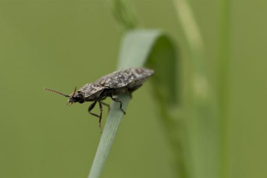 Mausgrauer Schnellkäfer   Agrypnus murinus     ( Brandenburg Mai 2020 )