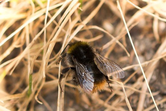 Vermutlich Berglandhummel      Bombus  monticola      ( Baden - Württemberg, Juni 2023 )