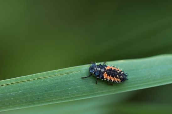 Asiatischer Marienkäfer     Larve        Harmonia axyridis          ( Baden - Württemberg  Juni 2023 )
