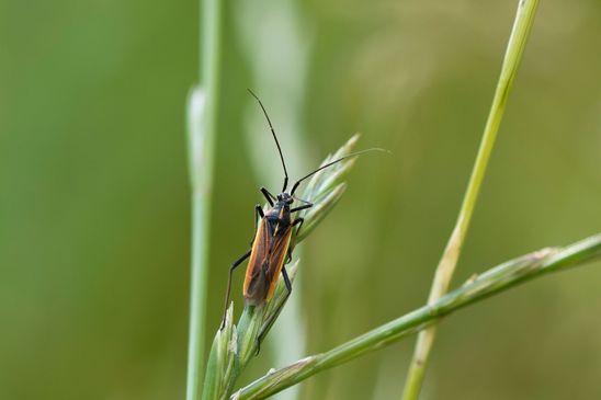 Langhaarige Dolchwanze         Leptopterna dolabrata           ( Baden - Württemberg Juni 2023 )