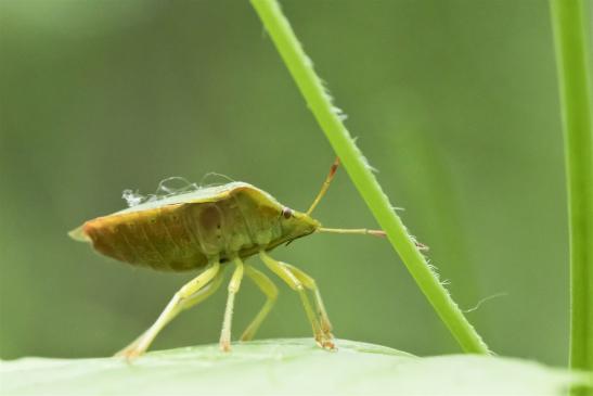 Grüne Stinkwanze    Palomena prasina     ( Sachsen-Anhalt Juni 2020 )