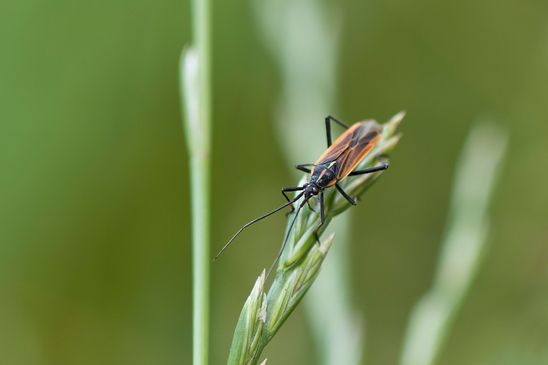 Langhaarige Dolchwanze         Leptopterna dolabrata           ( Baden - Württemberg Juni 2023 )