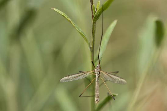 Kohlschnake       Tipula oleracea       männlich       ( Sachsen - Anhalt September 2020 )