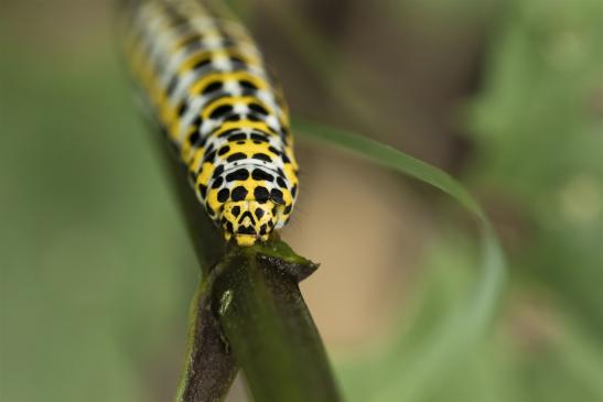 Braunwurz-Mönch       Cucullia scrophulariae     ( Sachsen-Anhalt Juni 2020 )