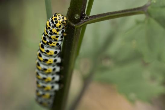 Braunwurz-Mönch    Cucullia scrophulariae     ( Sachsen-Anhalt Juni 2020 )