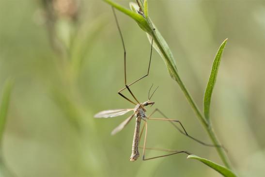 Kohlschnake       Tipula oleracea       männlich       ( Sachsen - Anhalt September 2020 )