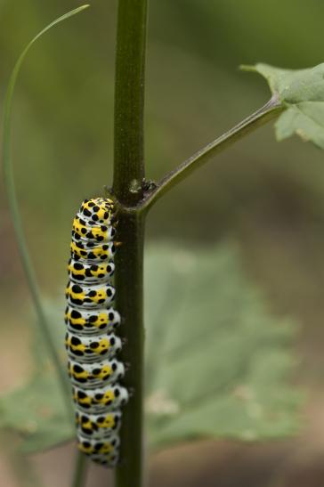 Braunwurz-Mönch    Cucullia scrophulariae     ( Sachsen-Anhalt Juni 2020 )