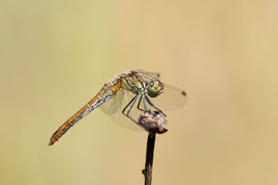 ( Naturparadies Grünhaus   Brandenburg August 2024 )