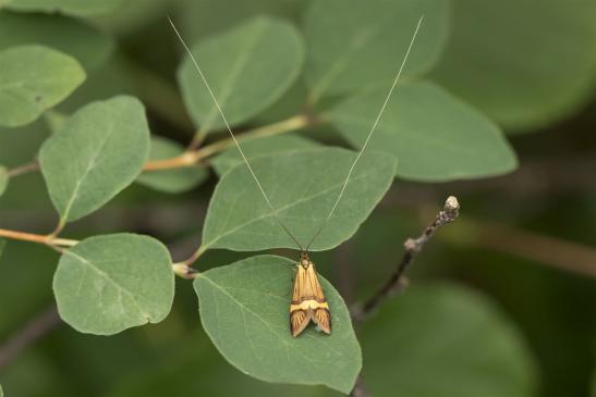 Gebänderte Langhornmotte   Nemophora degeerella   männlich    ( Sachsen-Anhalt Juni 2020 )