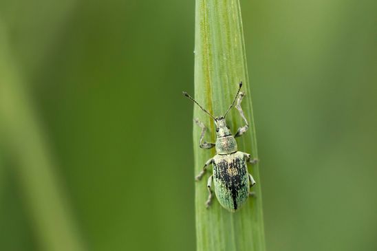 ( N ) Nessel  Blattrüssler         Phyllobius pomaceus         ( Sachsen - Anhalt  Mai  2026 )