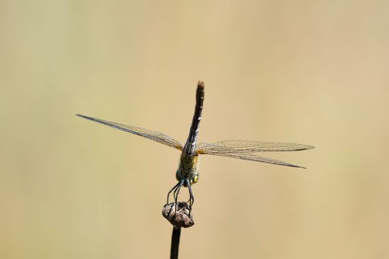 ( Naturparadies Grünhaus   Brandenburg August 2024 )