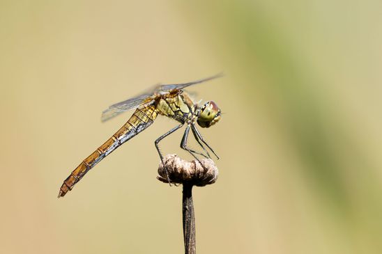 ( Naturparadies Grünhaus   Brandenburg August 2024 )
