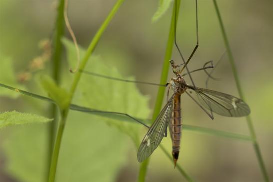 Schnake  Nephrotoma...?    weiblich       ( Sachsen-Anhalt Juni 2020 )