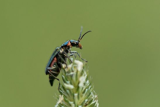 Zweifleckiger Zipfelkäfer    Malachius bipustulatus           ( Baden - Würtemberg Juni 2023 )