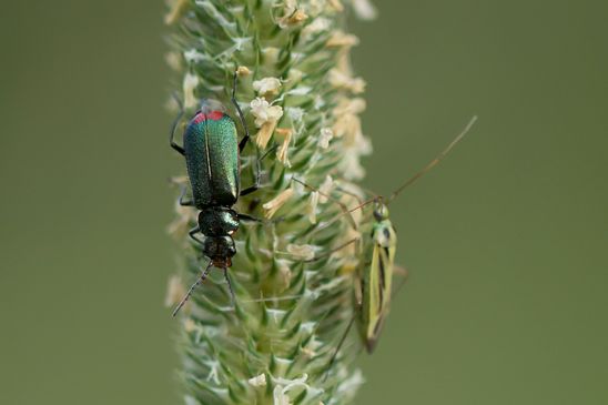 Zweifleckiger Zipfelkäfer    Malachius bipustulatus           ( Baden - Würtemberg Juni 2023 )