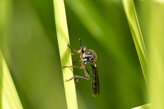   Höcker - Raubfliege          Dioctria rufipes          ( Sachsen - Anhalt Mai 2026 ) 