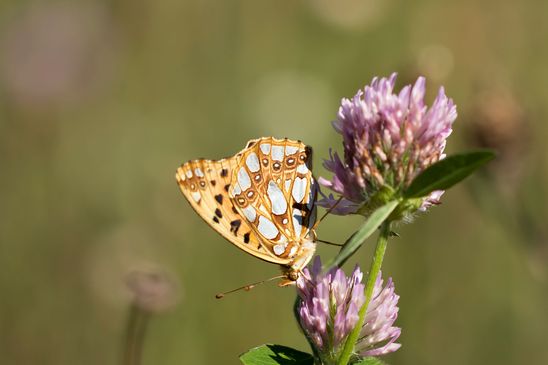 Kleiner Perlmutterfalter        Argynnis  lathonia        ( Naturparadies Grünhaus Brandenburg August 2024 )