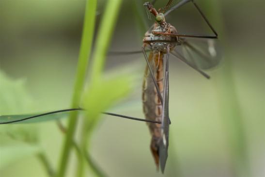 Schnake  Nephrotoma...?     weiblich       ( Sachsen-Anhalt Juni 2020 )