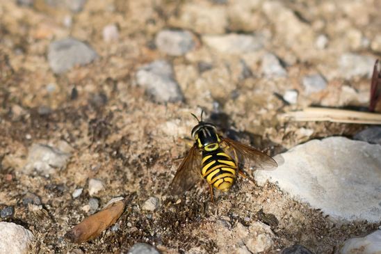 Verralls Wespenschwebfliege          Chrysotoxum verralli         ( Sachsen-Anhalt Mai  2026 )  