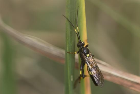 Schlupfwespe     noch unbestimmt       ev. Ichneumon sp.      ( Sachsen - Anhalt  September  2020 )