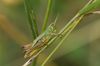 Gemeiner Grashuepfer  Pseudochorthippus parallelus