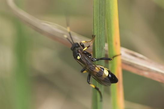 Schlupfwespe     noch unbestimmt        ev. Ichneumon sp.      ( Sachsen - Anhalt  September  2020 )