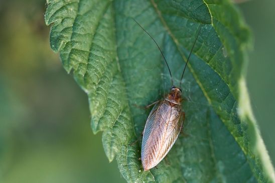 Bernstein - Waldschabe         Ectobius vittiventris           ( Baden - Württemberg Juni  2023 )