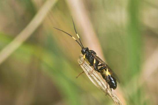 Schlupfwespe     noch unbestimmt        ev. Ichneumon sp.      ( Sachsen - Anhalt  September  2020 )