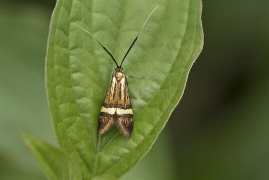 Gebänderte Langhornmotte   Nemophora degeerella   weiblich    ( Sachsen-Anhalt Juni 2020 )