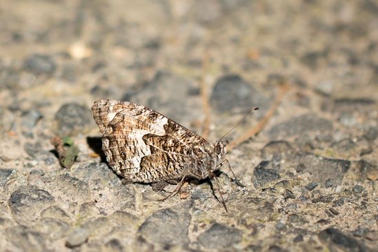 vermutlich   Ockerbindiger Samtfalter          Hipparchia semele         ( Naturparadies Grünhaus Brandenburg August 2024 )