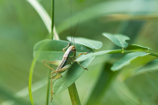 Noch unbestimmt Nymphe         weiblich         ( Baden - Württemberg Juni 2023 )