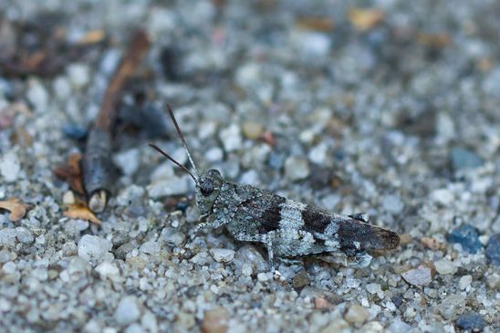 Blauflügelige Ödlandschrecke        Oedipoda caerulescens                ( Naturparadies Grünhaus  Brandenburg August 2024 )