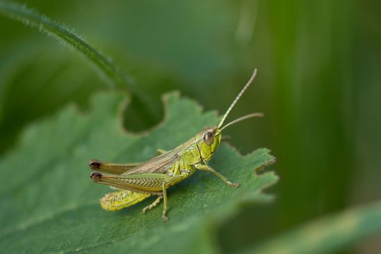 Gemeiner Grashüpfer     Pseudochorthippus parallelus             ( Baden - Württemberg Juni 2023 ) 