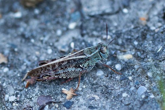  Italienische Schönschrecke     Calliptamus italicus        ( Naturparadies Grünhaus  Brandenburg August 2024 )