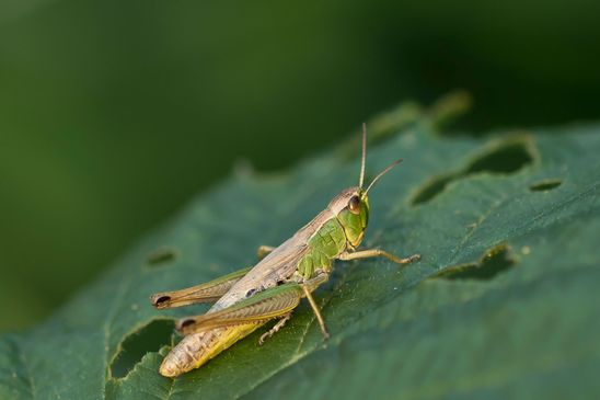 Gemeiner Grashüpfer     Pseudochorthippus parallelus             ( Baden - Württemberg Juni 2023 ) 