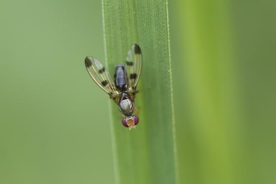 Schmuckfliege       kein deutscher Name bekannt        Melieria sp.       ( Sachsen - Anhalt September 2020 ) 