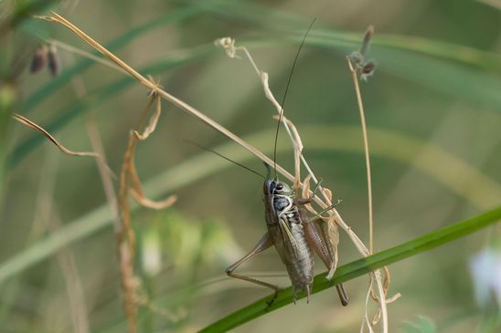 Roesels Beißschrecke       Metrioptera roeselii         männlich        ( Baden - Württemberg Juni 2023 )