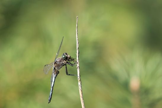 Großer Blaupfeil         Orthetrum cancellatum         männlich          ( Naturparadies Grünhaus   Brandenburg August 2024 )