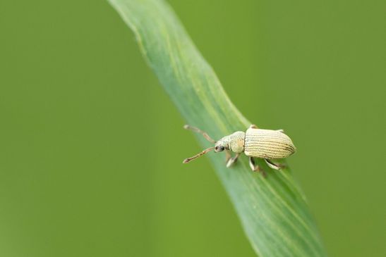 noch unbestimmt       Phyllobius sp.        ev. Kleiner Blattrüssler   Phyllobius roboretanus       ( Sachsen - Anhalt  Mai  2026 )