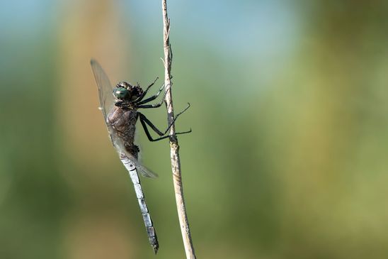 Großer Blaupfeil         Orthetrum cancellatum         männlich         ( Naturparadies Grünhaus   Brandenburg August 2024 )