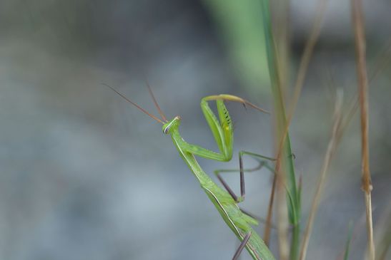  Insekt des Jahres 2017        Gemeine Gottesanbeterin     Mantis religiosa          ( Brandenburg  Naturparadies Grünhaus   August 2024 )