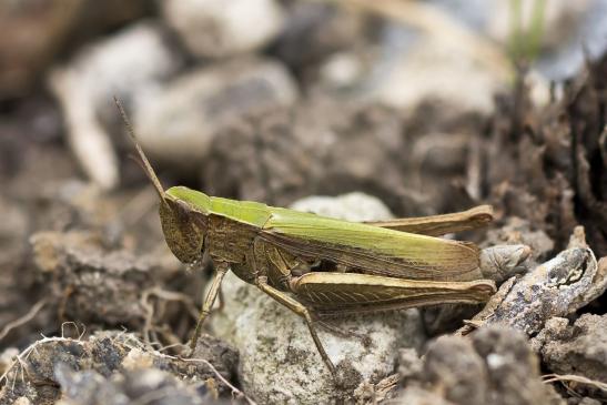 Wiesengrashüpfer       Chorthippus  dorsatus        ( Sachsen - Anhalt  September 2020 )