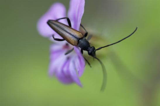 Schwarzgesaumter Schmalbock      Anastrangalia dubia       ( Sachsen-Anhalt Juni 2020 )